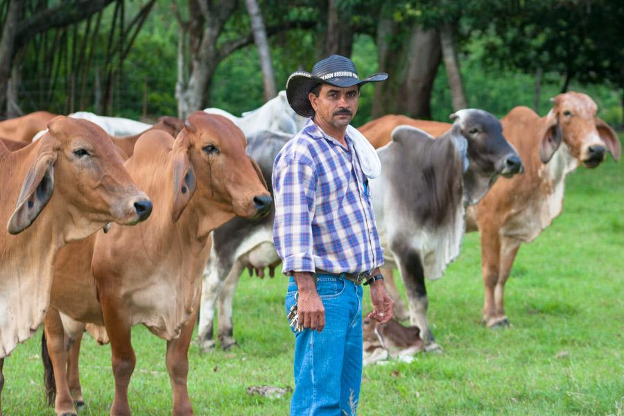 Campesino guiando el ganado