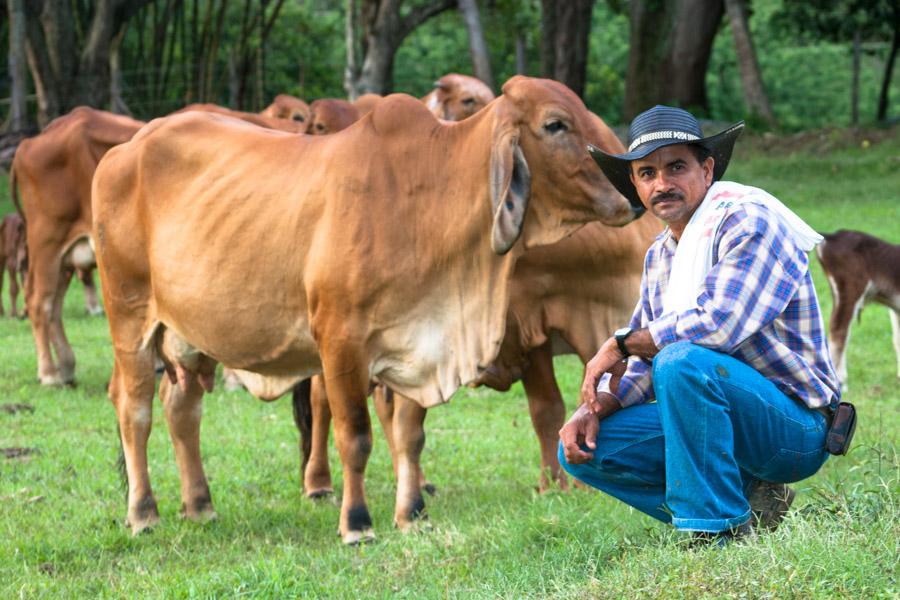 Campesino guiando el ganado