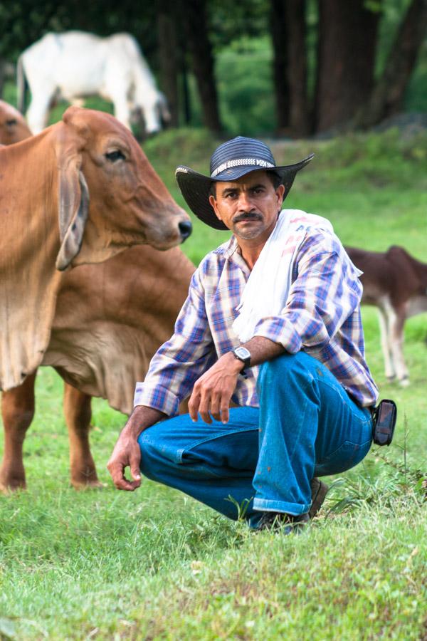 Campesino guiando el ganado