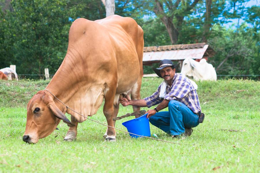 Campesino ordeñando una vaca