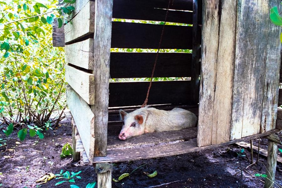 Cerdo en un Corral, Bocas del Toro, Panama