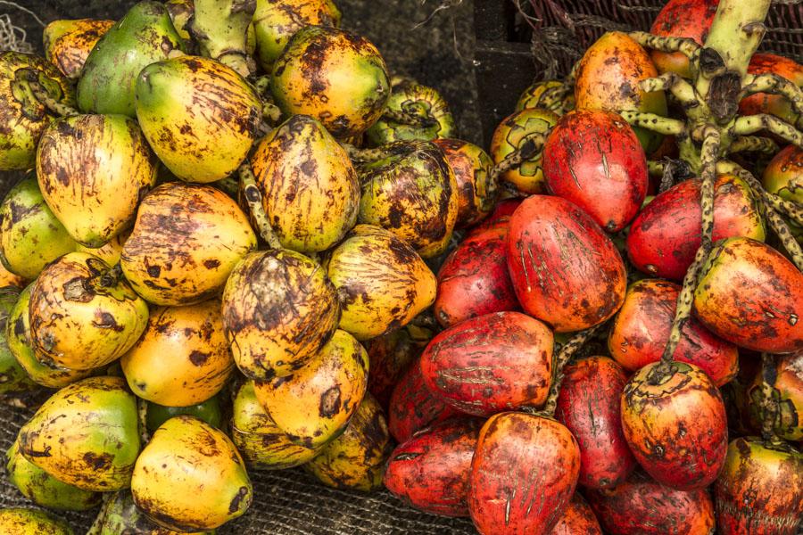 Chontaduros, Quibdo, Choco, Colombia