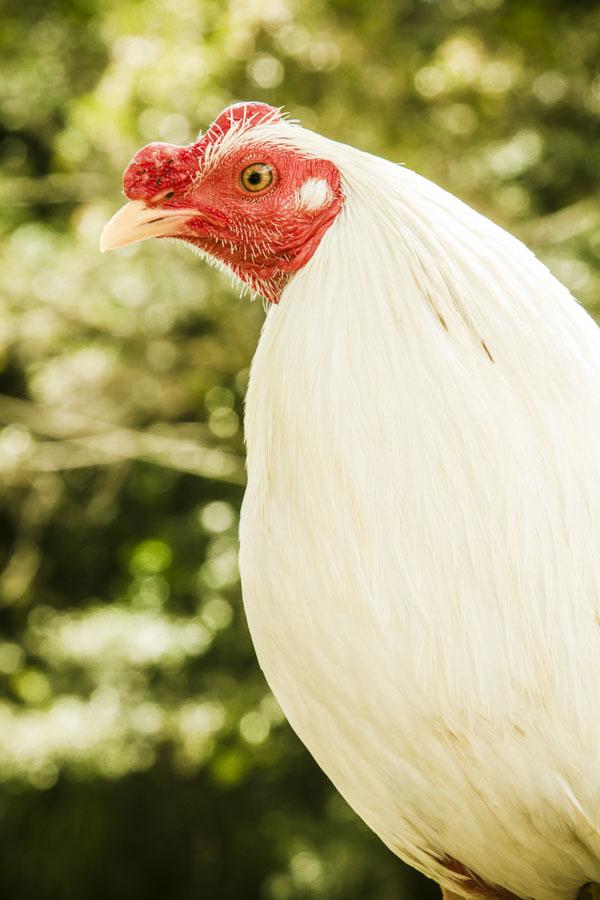 Gallo de Pelea, Cisneros, Nordeste Antioqueño, An...