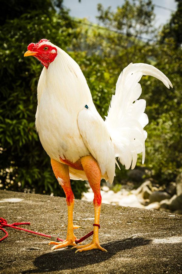 Gallo de Pelea, Cisneros, Nordeste Antioqueño, An...