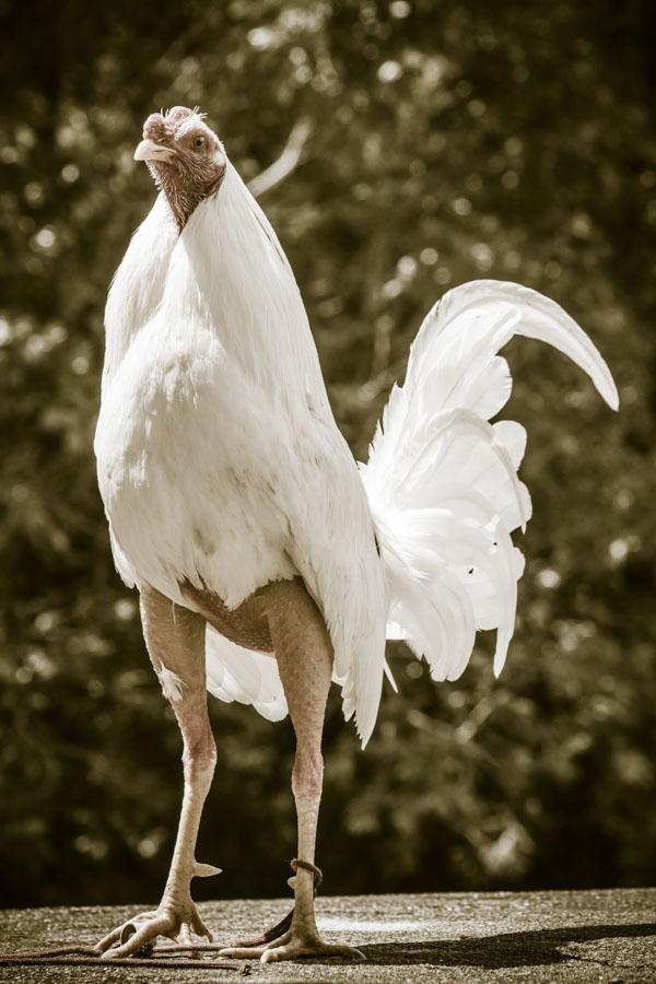 Gallo de Pelea, Cisneros, Nordeste Antioqueño, An...