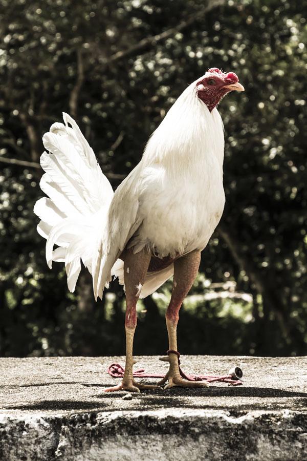 Gallo de Pelea, Cisneros, Nordeste Antioqueño, An...