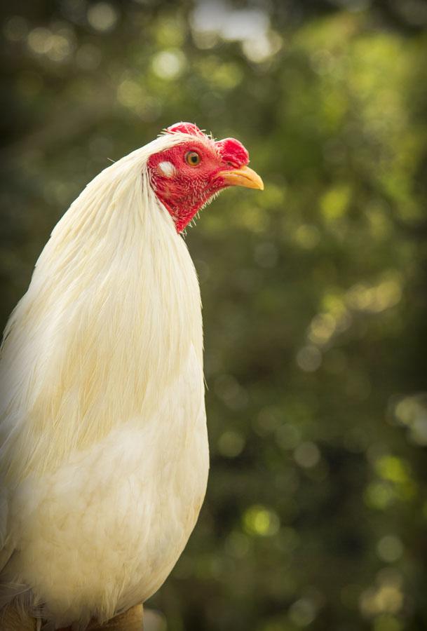 Gallo de Pelea, Cisneros, Nordeste Antioqueño, An...