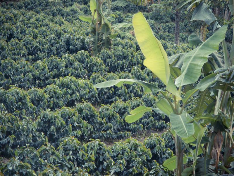 Cafetal, Fredonia, Suroeste Antioqueño, Antioquia...