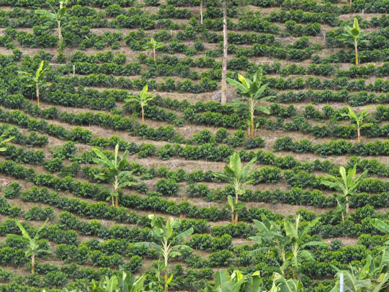 Cafetal, Fredonia, Suroeste Antioqueño, Antioquia...