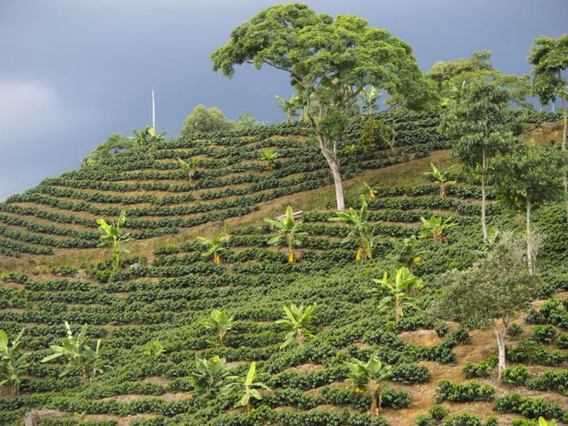 Cafetal, Fredonia, Suroeste Antioqueño, Antioquia...