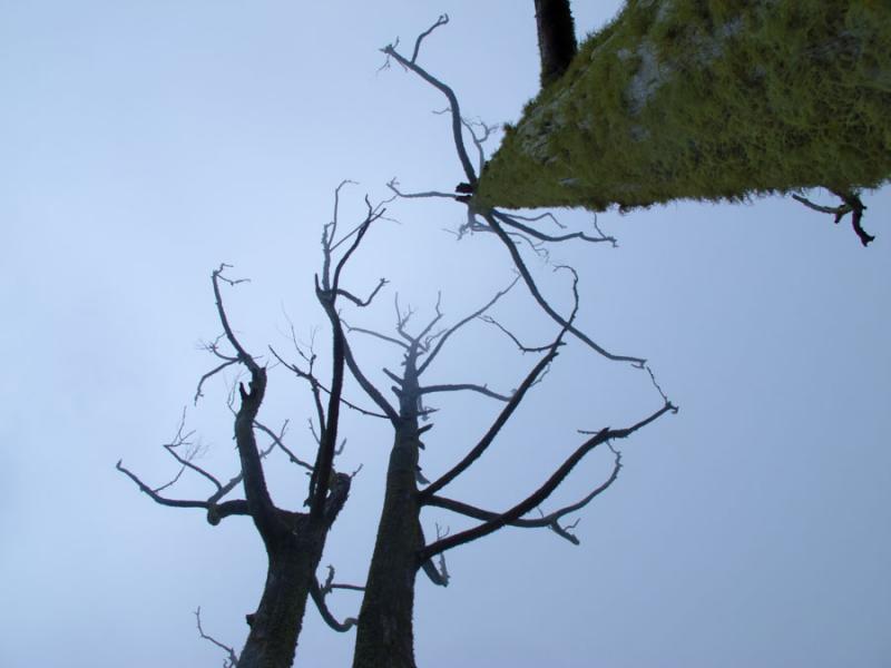 Arbol en Fredonia, Suroeste Antioqueño, Antioquia...