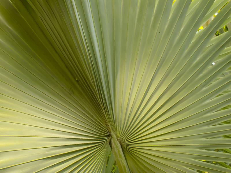 Detalle de una Hoja de una planta Fredonia, Suroes...