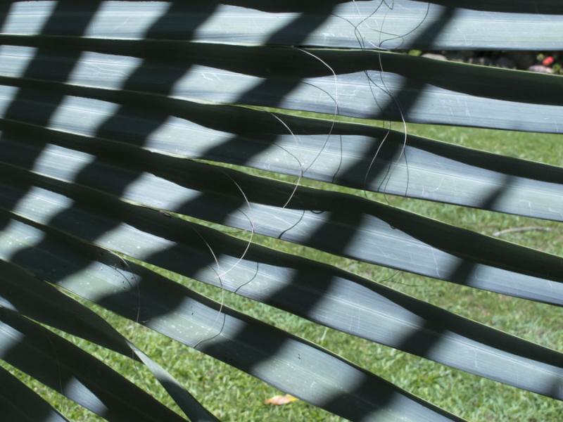 Detalle de una Hoja de una planta Fredonia, Suroes...