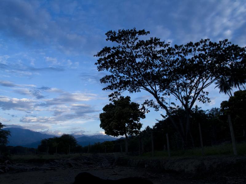 Arboles en contraluz Santa Fe de Antioquia, Occide...