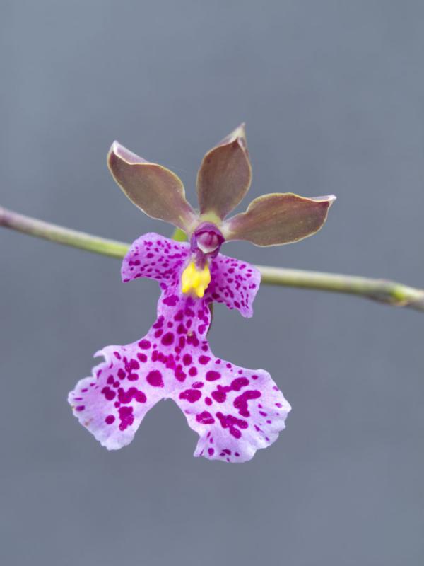 Orchidaceae