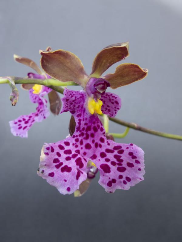 Orchidaceae