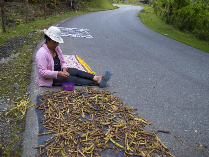 Mujer Campesina Trabajando en El Carmen de Viboral...