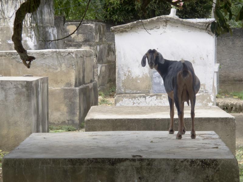 Cabra en el Cementerio, Mahates, San Basilio de Pa...