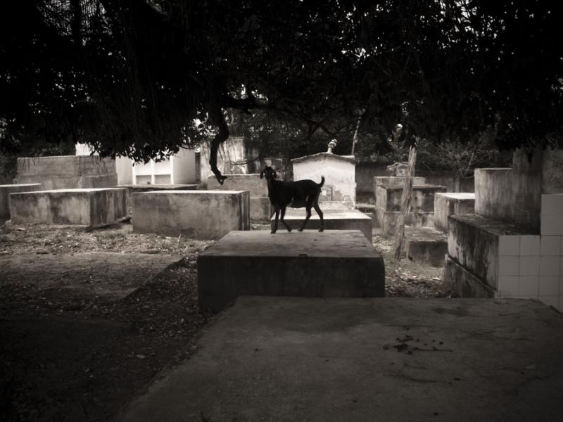 Cabra en el Cementerio, Mahates, San Basilio de Pa...