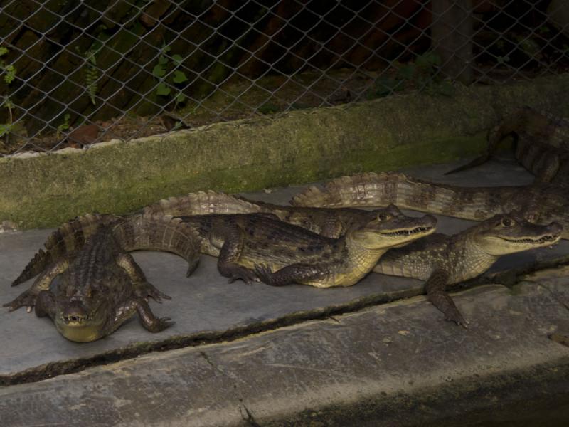 Zooparque los Caimanes, Cordoba, Monteria, Colombi...