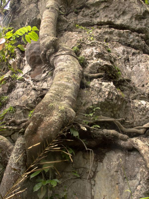 Serrania de la Lindosa, San Jose del Guaviare, Gua...