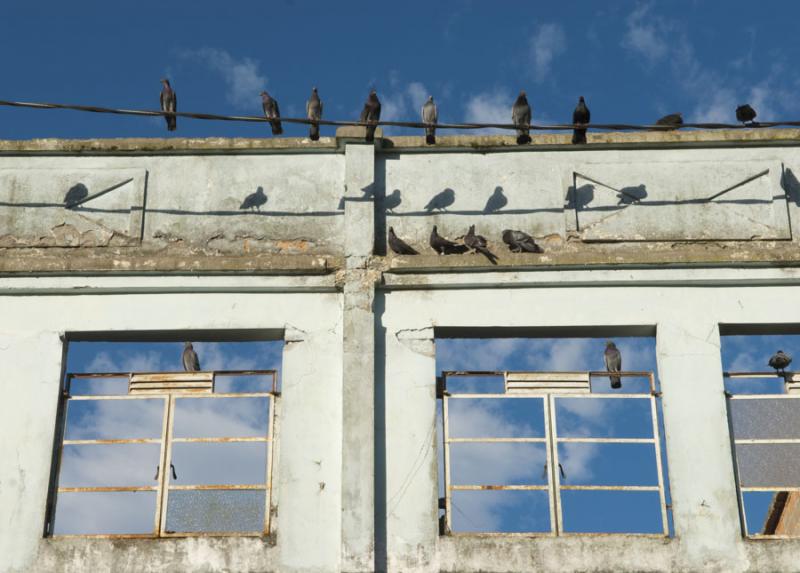 Palomas en una Construccion Riosucio, Caldas, Mani...