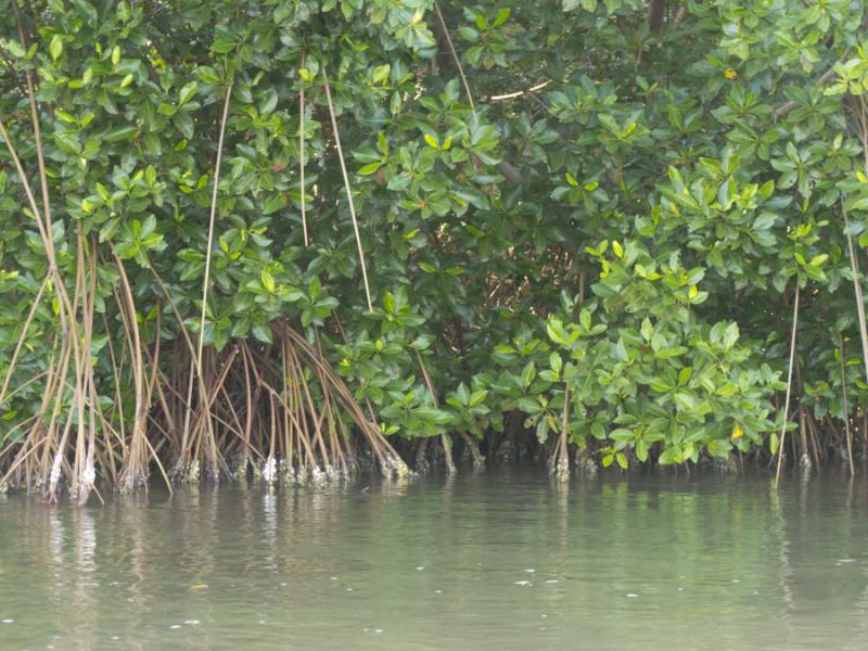 Manglar de Bahia de Cispata, San Antero, Cordoba, ...