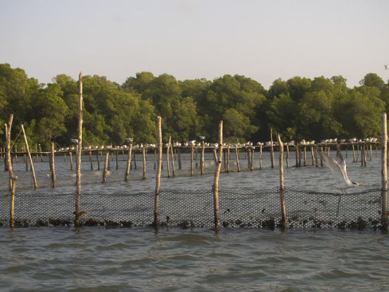 Manglar de Bahia de Cispata, San Antero, Cordoba, ...