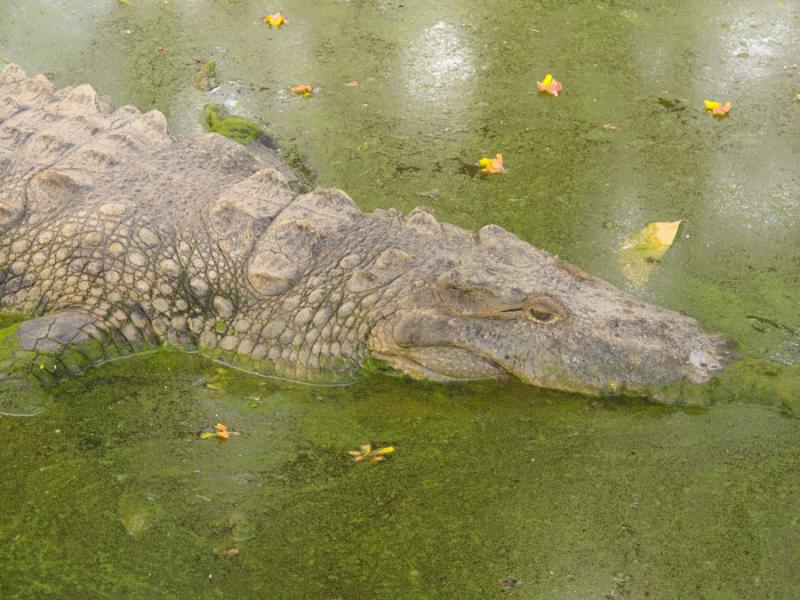 Zooparque los Caimanes, Cordoba, Monteria, Colombi...