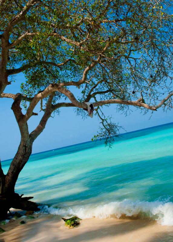 Arbol en la Playa, Islas de Rosario, Cartagena, Bo...