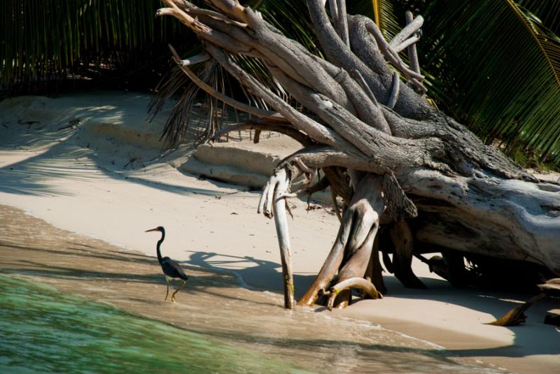 Tronco en la Playa, Islas del Rosario, Cartagena, ...