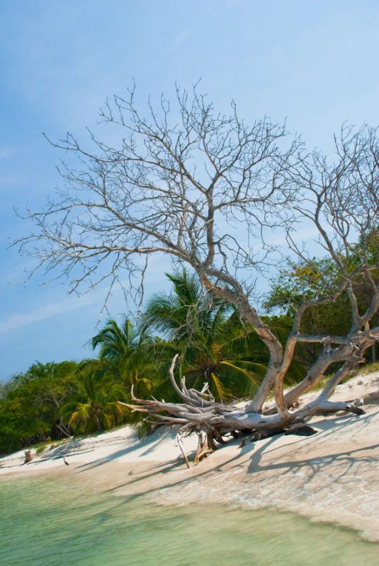 Arbol en la Playa, Islas de Rosario, Cartagena, Bo...