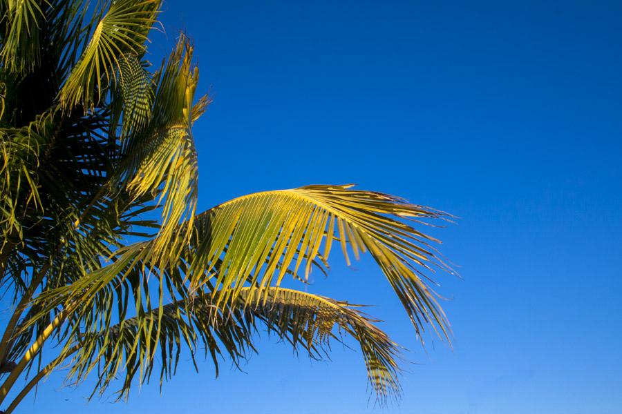 Hojas de una Palmera