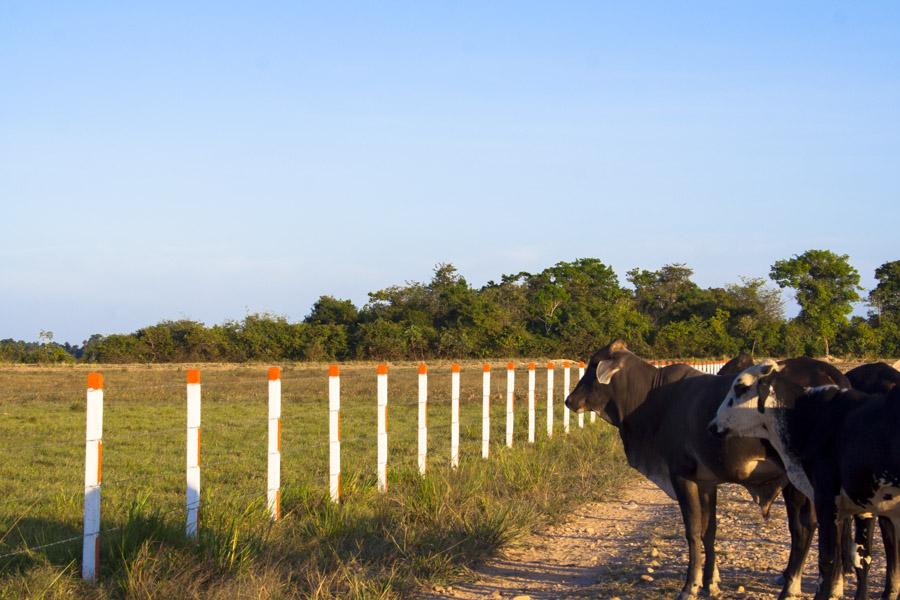 Ganado en los Llanos Orientales, Meta, Colombia