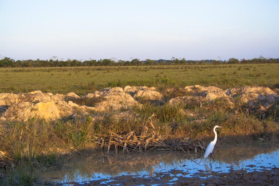 Paisaje, Meta, Llanos Orientales, Colombia