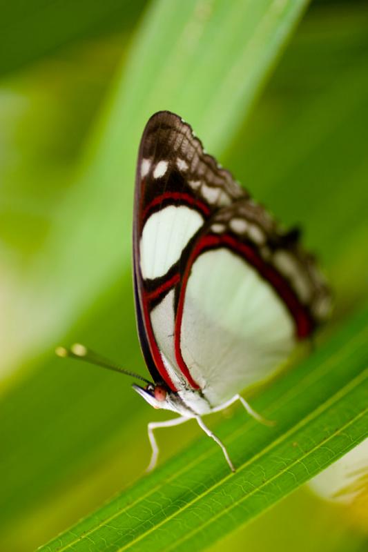 Primer Plano de una Mariposa