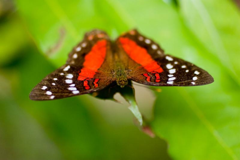 Anartia amathea