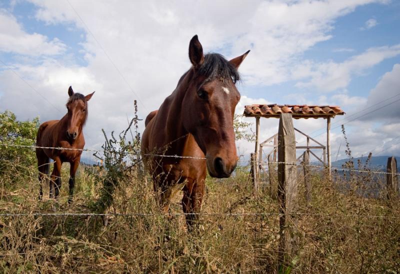 Primer Plano de unos Caballos