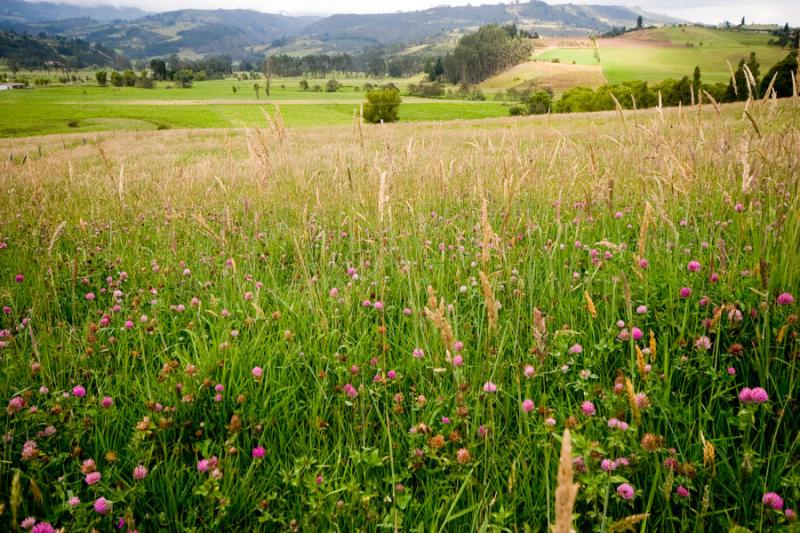 Campo de Cucaita, Boyaca, Colombia