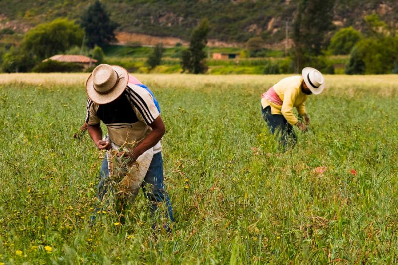 Agricultores en Cucaita, Boyaca, Colombia