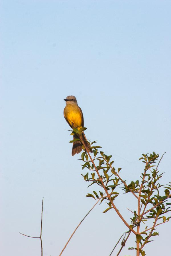 Pajaro en una Rama