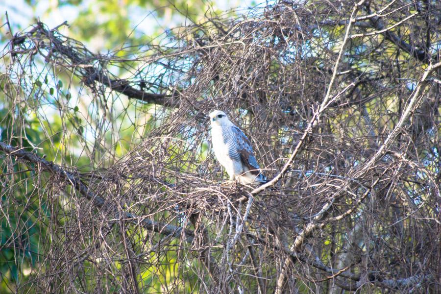 Pajaro en su nido