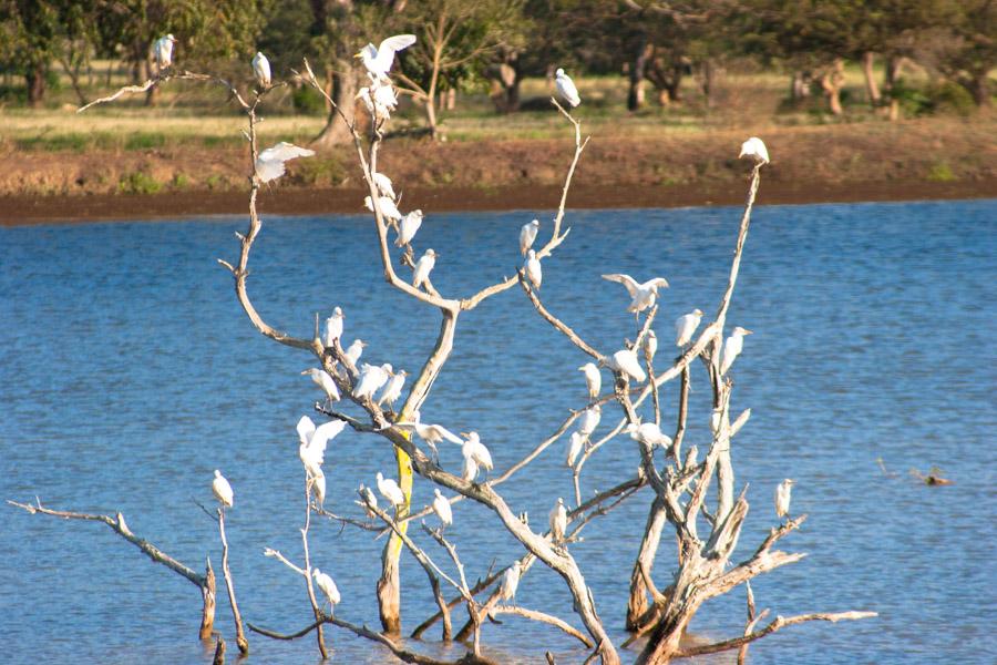 Pajaros en un Tronco en Monteria, Cordoba, Colombi...