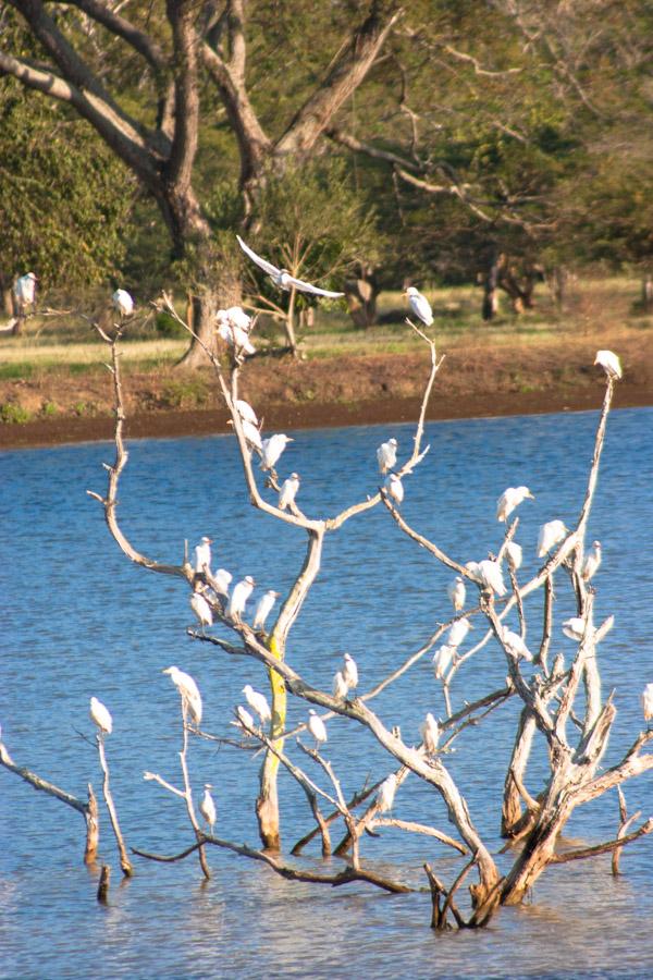 Pajaros en un Tronco en Monteria, Cordoba, Colombi...