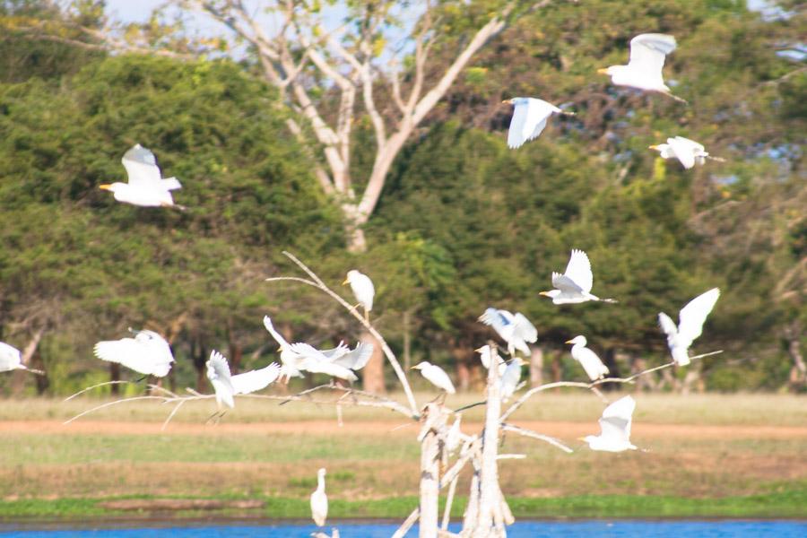 Garzas en el Arbol, Monteria, Cordoba, Colombia