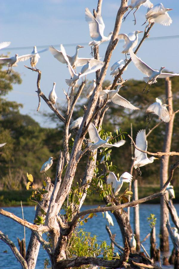 Garzas en el Arbol, en Monteria, Cordoba, Colombia