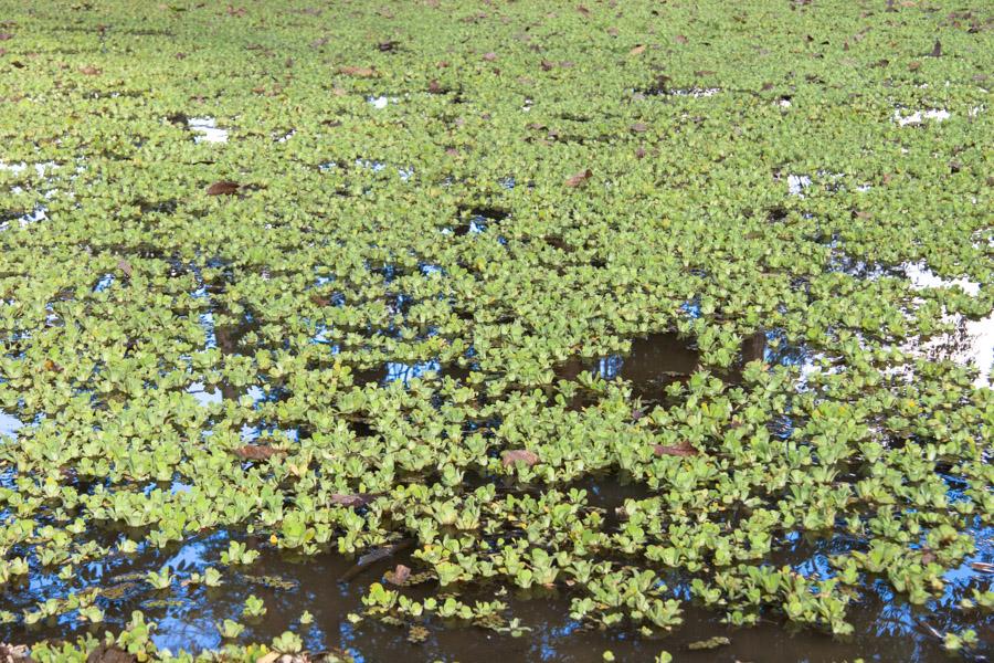 Lechuga de Agua 