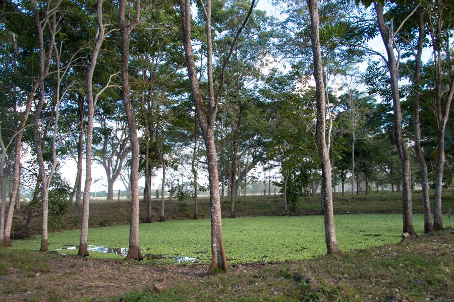 Paisaje Campestre en Monteria, Cordoba, Colombia