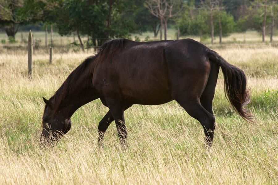 Caballo Pastando en el Campo