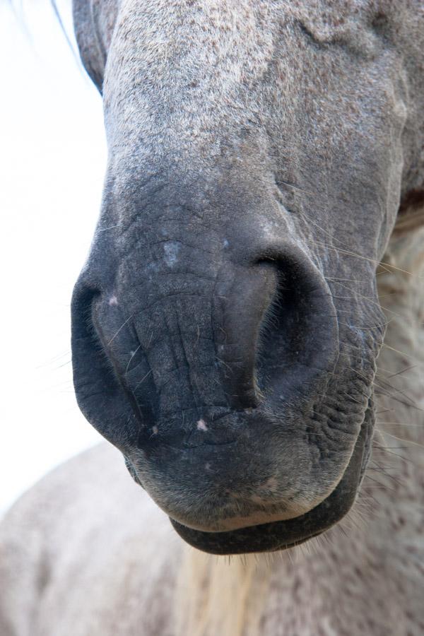 Primer Plano de la Cabeza de un Caballo